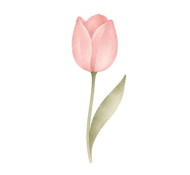 Tulipa